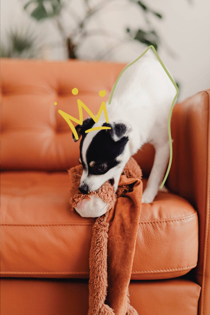 Chien prenant son toutou sur un sofa en cuire orange